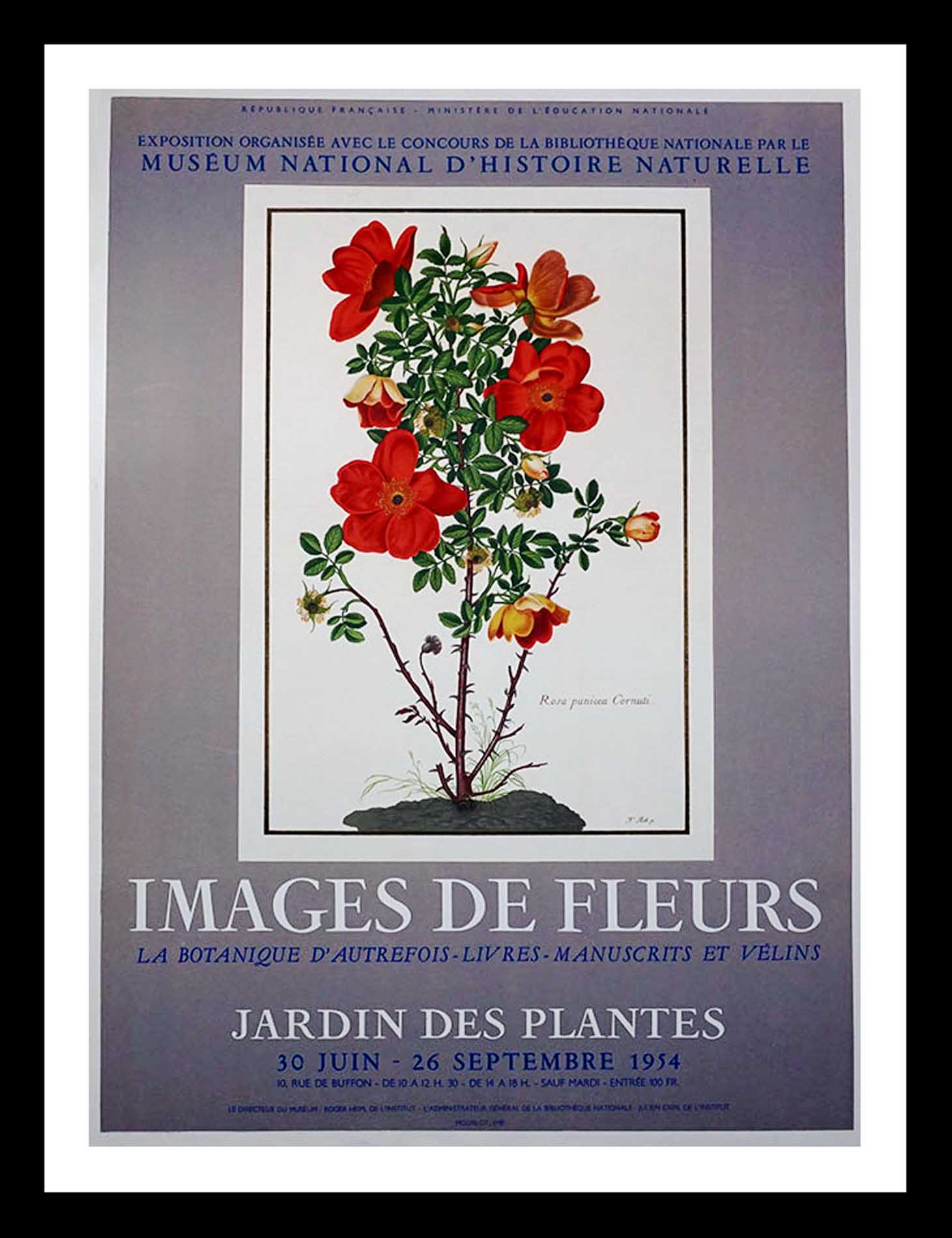 Images de fleures, Jardin des Plantes