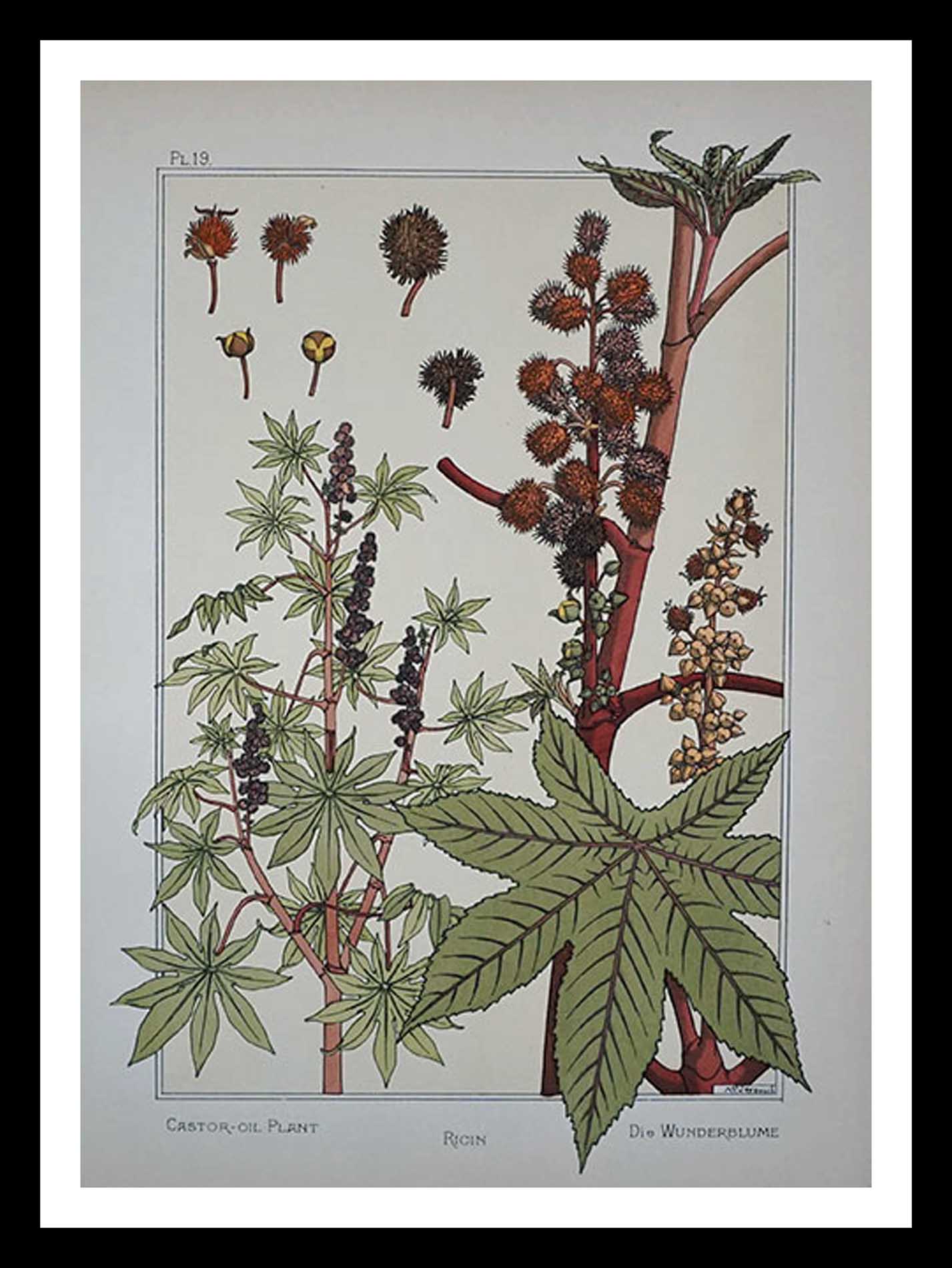 planche 19 La plante et ses applications ornementales Eugène Grasset 33 x 46 cm A+ Librairie Centrale des Beaux Arts E. Lévy editeurs 1896